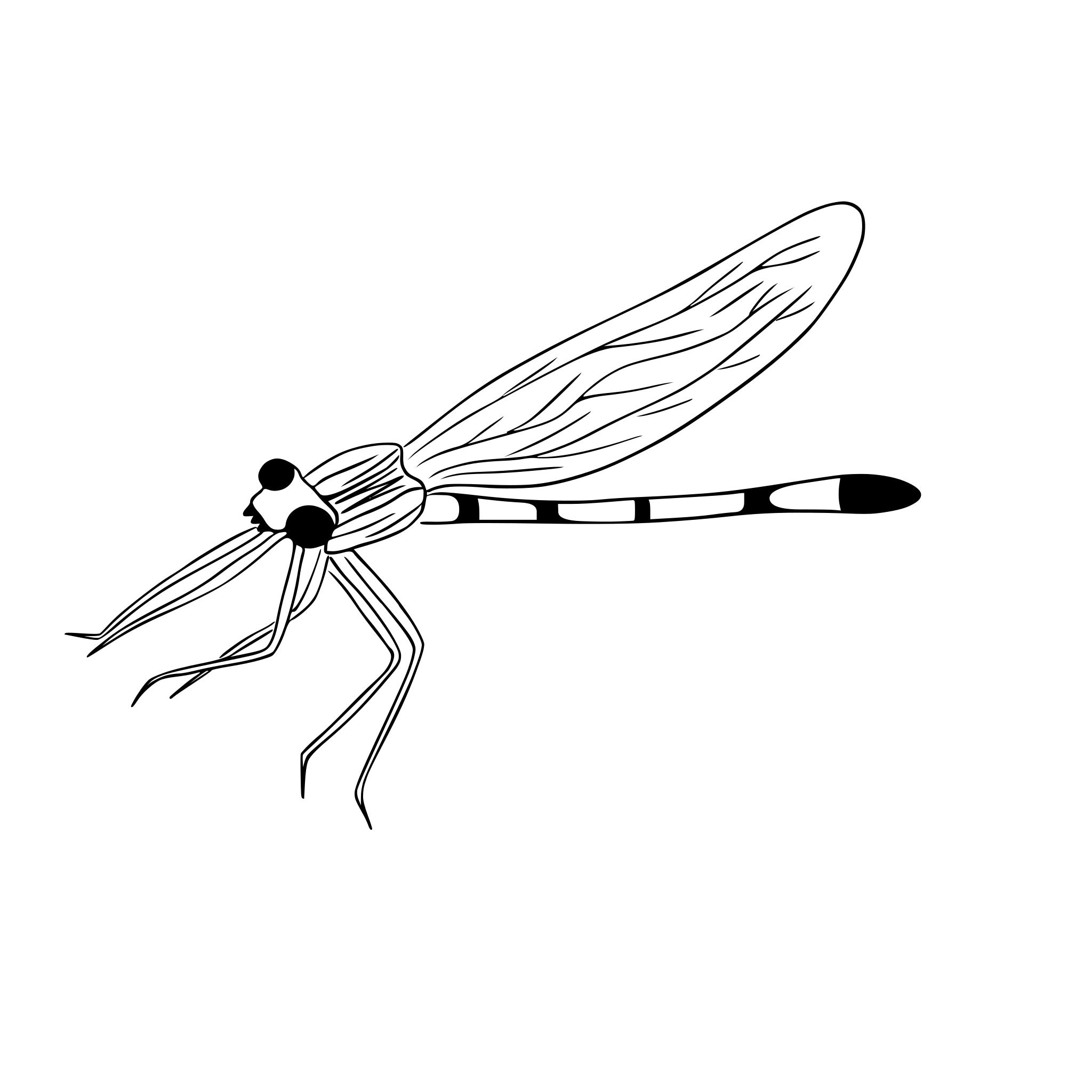 Update more than 62 coraline dragonfly tattoo latest  ineteachers